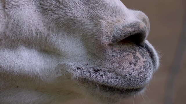 Close up of Llama head watching and moving around in the woods on a sunny summer day
