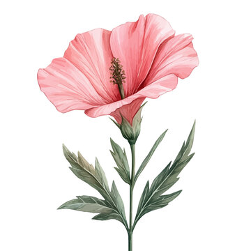 watercolor draw of Lavatera Flower, isolated on a white background.