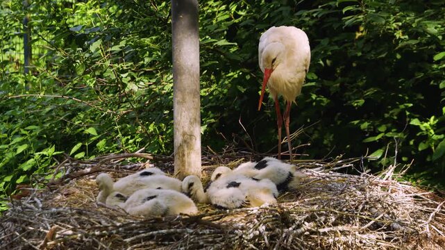 A very close up of baby stork chicks resting in a nest and looking around on a sunny summer day.