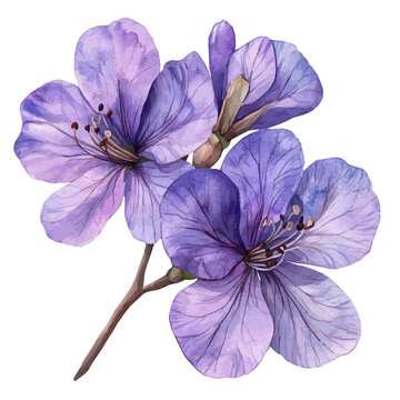 Jacaranda Flower, lively watercolor vector drawing with intricate brush, isolated on a white background.