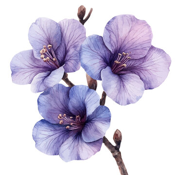 watercolor draw of Jacaranda Flower, isolated on a white background.