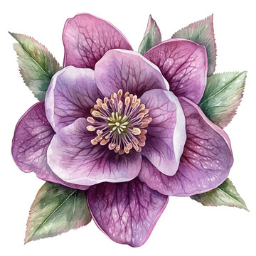 Hellebore Flower, playful watercolor vector painting with subtle shadowing and soft gradients, isolated on a white background.