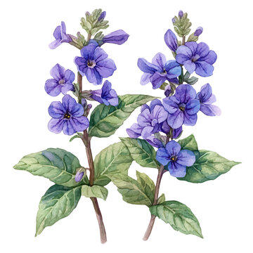 Heliotrope Flower, playful watercolor vector painting with subtle shadowing and soft gradients, isolated on a white background.