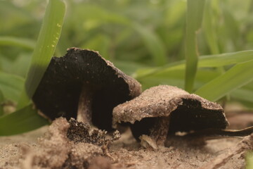 Cogumelos brancos crescendo em areia clara ao lado de relva verde