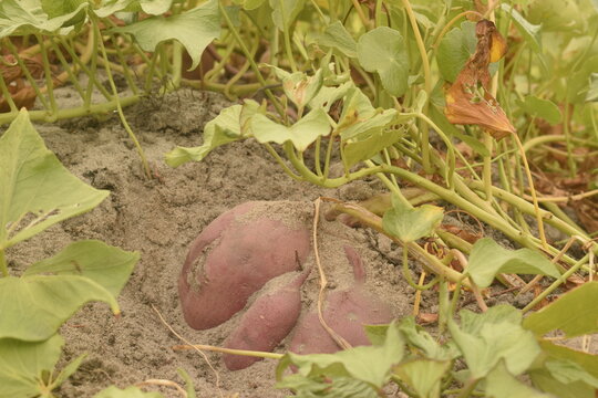 Batata doce roxa crescendo em solo arenoso no sert&atilde;o brasileiro
