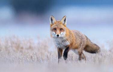 Red fox ( Vulpes vulpes ) in winter scenery