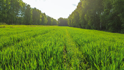 Obraz premium Lush green farm field with grain cultivation