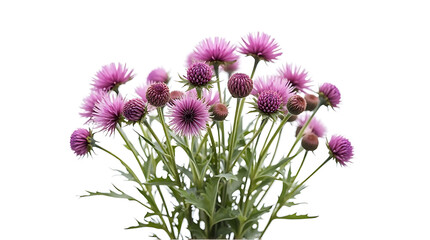 Purple Globe Thistle Flowers Bouquet Against White Background