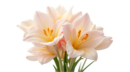 Fototapeta premium Soft Peach Lily Bouquet with Bright Yellow Stamens