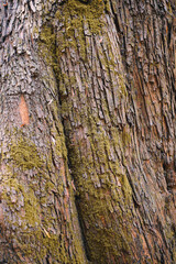 Obraz premium Close up detail of rough pine tree bark