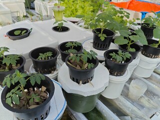 Hydroponic Farming System with Leafy Greens.