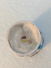 Macro shot of a single green sprout germinating on a wet tissue paper base in a hydroponic cup