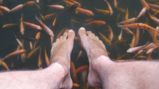 Close up of many tropical fishes eating dead skin and cleaning male legs in an aquarium. Feet of young man in water with small garra rufa. Exotic spa treatment. POV