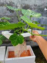Person holding a hydroponic plant with visible roots.