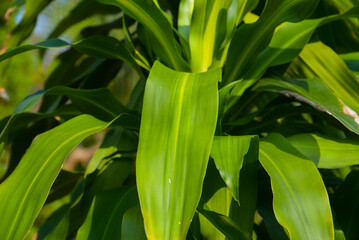 Obraz premium Close-up of lucky bamboo leaves (Dracaena sanderiana) after rain in Vietnam, glossy green blades with subtle droplets and sunlit highlights, tropical foliage texture with soft garden blur.