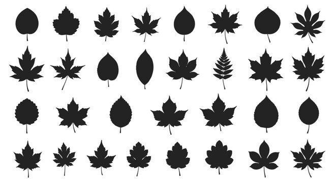 Large grid showing thirty-two different black silhouettes of tree leaves, including maple, oak, and other common botanical species.