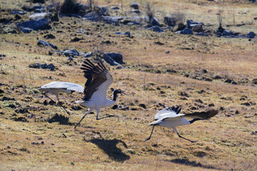 Black-necked Crane Beginning Takeoff in Natural Habitat
