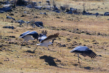 Black-necked Crane in Motion Before Flight in Bhutan
