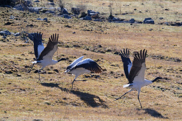 Black-necked Crane Running to Take Off in Phobjikha Valley
