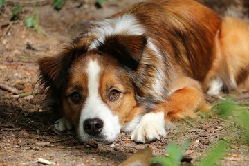 Portrait of a pretty brown and white Border Collie Australian Shepherd mix lying on the forest floor and looking at the camera