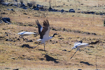 Black-necked Crane Spreading Wings Before Takeoff
