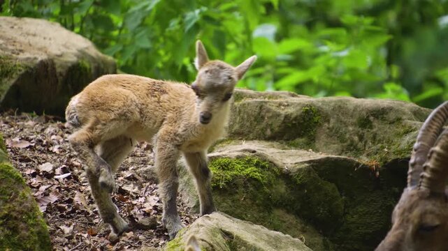 Close up of young baby Alpine ibex Capricorn playing around rocks in a forest  on sunny spring day