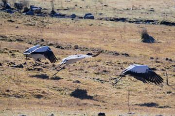 Black-necked Crane Dynamic Takeoff Scene in Bhutan

