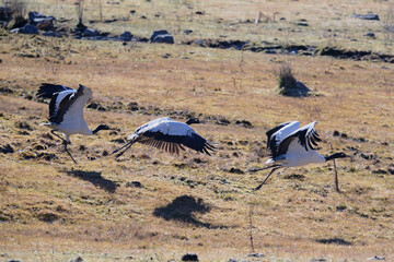 Black-necked Crane Running on Wetland Ground
