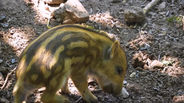 A very close up view of wild boar baby pigglets playing around the mud on a sunny summer day