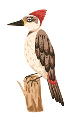 Forest woodpecker bird on branch. Illustration on transparent background