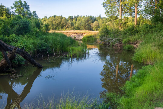 Narewka River near the village of Gruszki, Bialowieza Forest, Podlasie, Poland