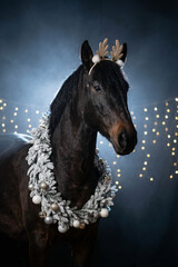 A majestic dark brown PRE (andalusian) horse stands proudly against a dramatic background with festive string lights