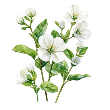 Bacopa Flower, delicate watercolor illustration vector with soft and elegant colors, isolated on a white background.