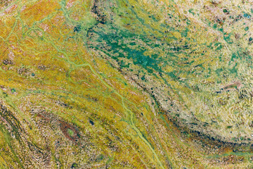 green algae on the surface of the water. cyanobacteria is a global environmental problem. Ponds, rivers and lakes with harmful algal blooms. Ecological concept of polluted nature