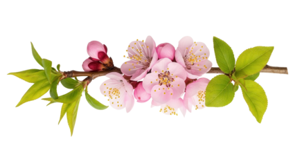 branch of blooming apricot with soft pink petals, yellow stamens, and fresh green leaves, isolated on white 
