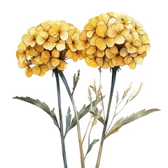 Achillea Flower, high quality watercolor illustration with transparent textures, isolated on a white background. © soltrex