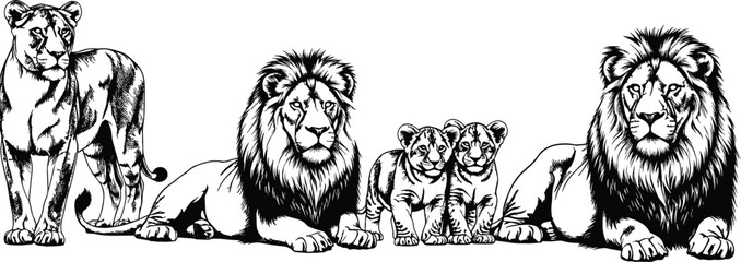 Detailed black and white vector illustration of lion pride family, majestic male lions with manes and cubs, African safari wildlife nature scene background, animal. © MstMaher