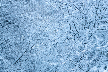 Snow-covered forest branches forming a natural winter pattern filled with silence and calm.