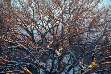 Ancient oak tree covered with snow, glowing in warm winter sunlight.