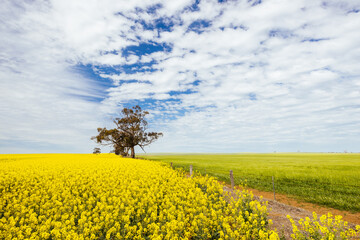 Obraz premium Fields of Canola in Victoria Australia