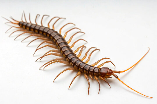 A striking centipede with elongated reddish-brown body and numerous delicate legs on white.