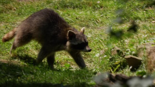 Close up of a raccoon walking around a meadow on a sunny springtime day