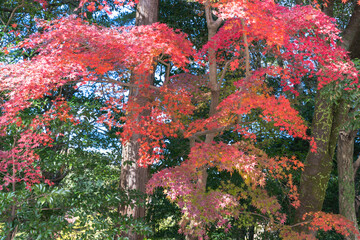 日本神話：神聖な森と川（神宮・五十鈴川）