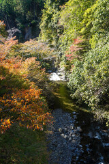 京都栂尾高山寺界隈の秋の木々