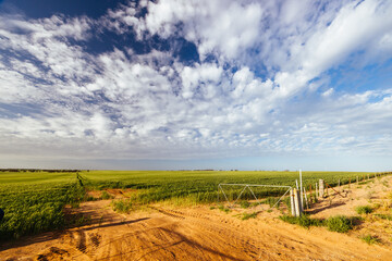 Wheat Fields in Victoria Australia