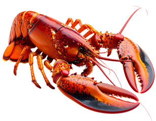 A vibrant red lobster a delicious seafood delicacy isolated on a white background showcasing its intricate details and powerful claws.