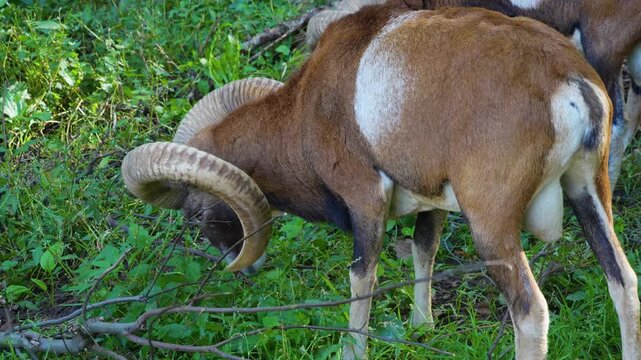 close up of male Mouflons with large horns standing around a meadow in the forest on a sunny spring day