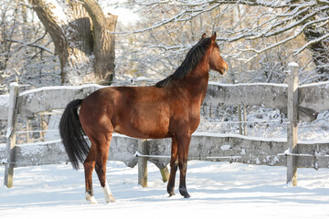 Pferde,Schnee,Winter,Ponys,Tiere, kalt, Eis, Natur, Koppel, Weide, Lebensfreude, Horse, Wald, Toben.