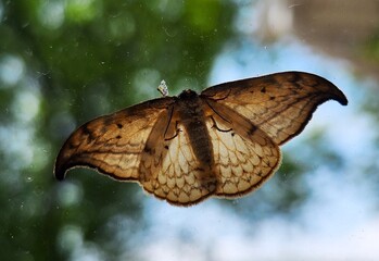 butterfly on  the window