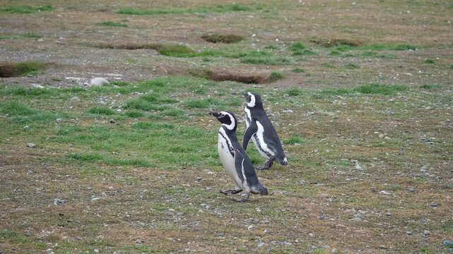 Punta Arenas, Chile: Slow motion footage of two penguins walking out of nest in Magdalena island near Puntas Arenas of Patagonia in Chile